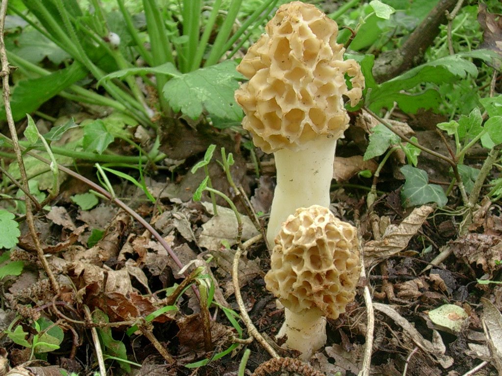 1962 Aprile vecchio ritrovamento